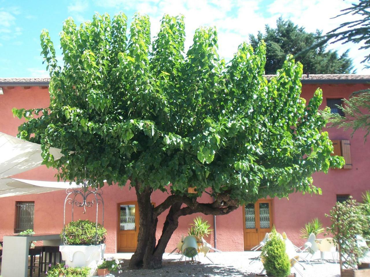 קודרויפו Agriturismo Al Casale מראה חיצוני תמונה